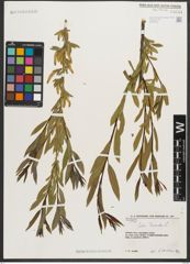 Foto von Salix triandra L.